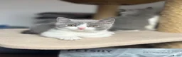 British Shorthair cats for sale: 🐾Blue and White British Shorthair Boys  - Advert 17