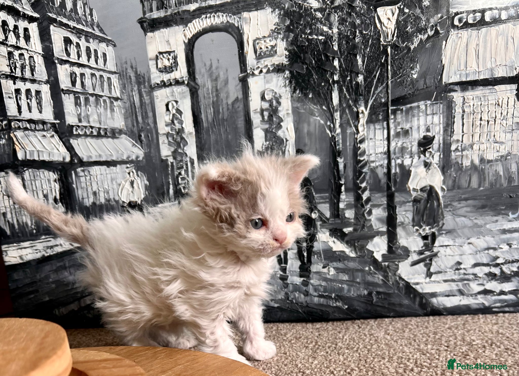 Selkirk Rex cats RARE LILAC SELKIRK REX 🐈😻 - Advert 18