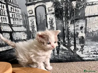 Selkirk Rex cats RARE LILAC SELKIRK REX 🐈😻 - Advert 18