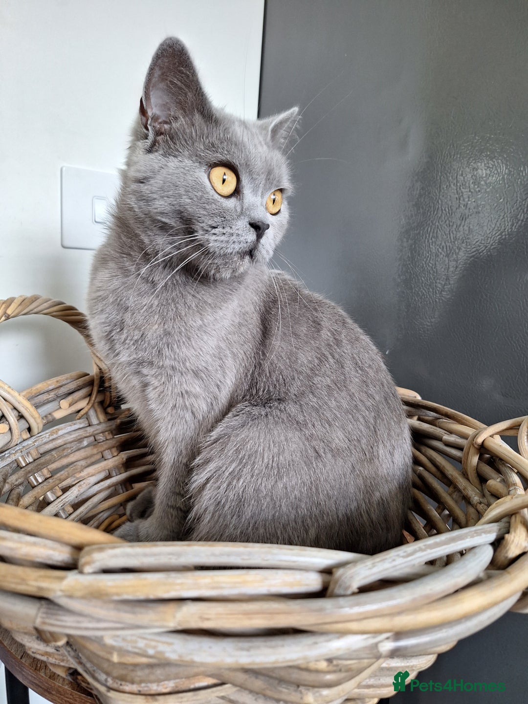 British Shorthair cats for sale: 🤎Chocolate BSH boy and girl, LONDON, READY NOW!! - Image 9