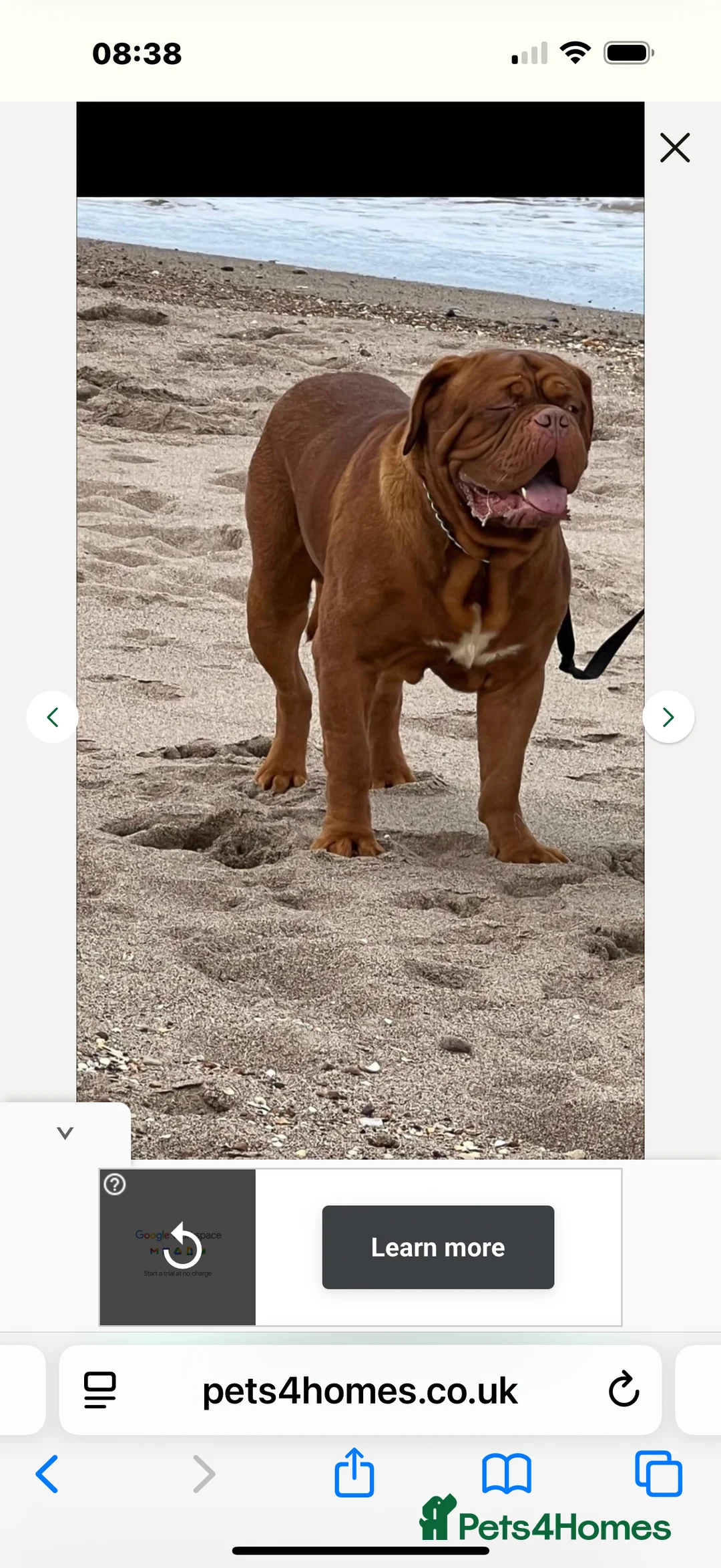 Dogue De Bordeaux dogs for sale: Belgiums Bordeaux’s  in Edinburgh - Advert 39