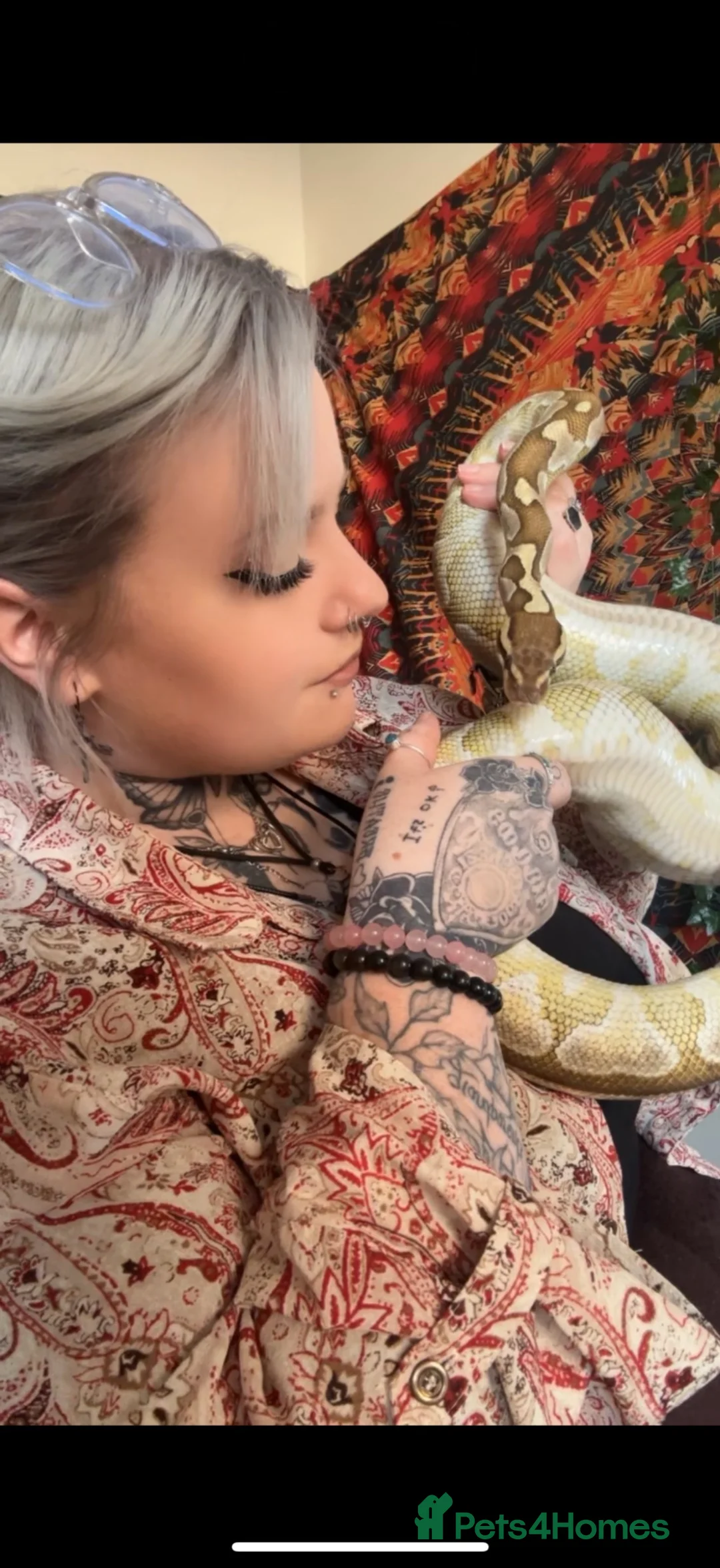 Python Snake reptiles for sale: Ball python - Advert 3