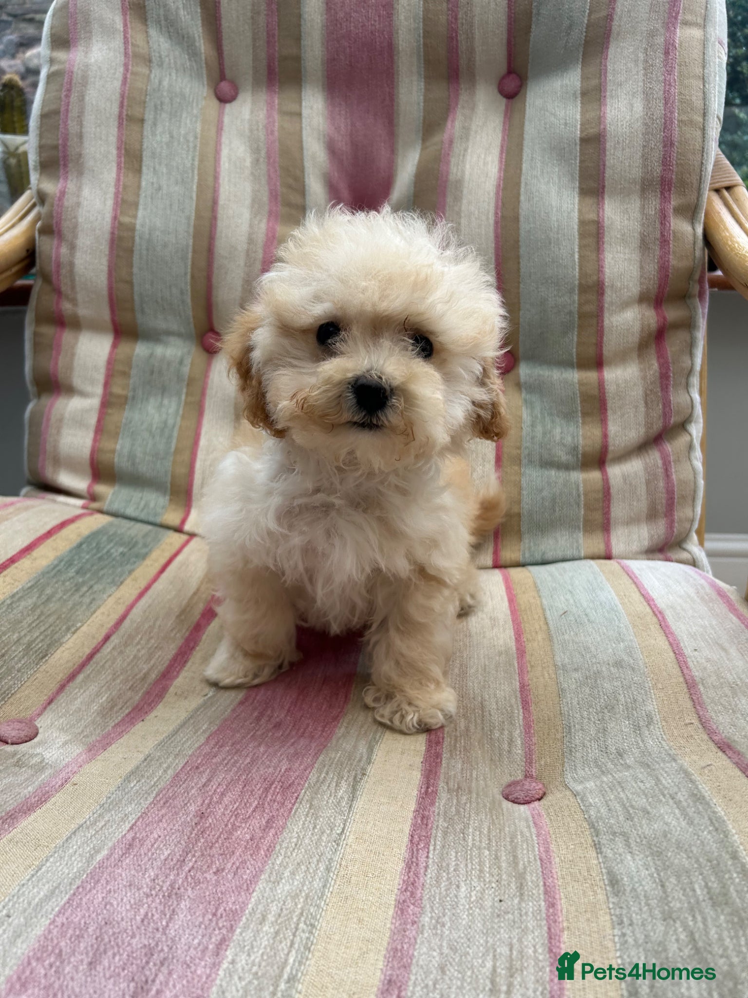 Poochon dogs Gorgeous F1 Poochon puppies  - Advert 1