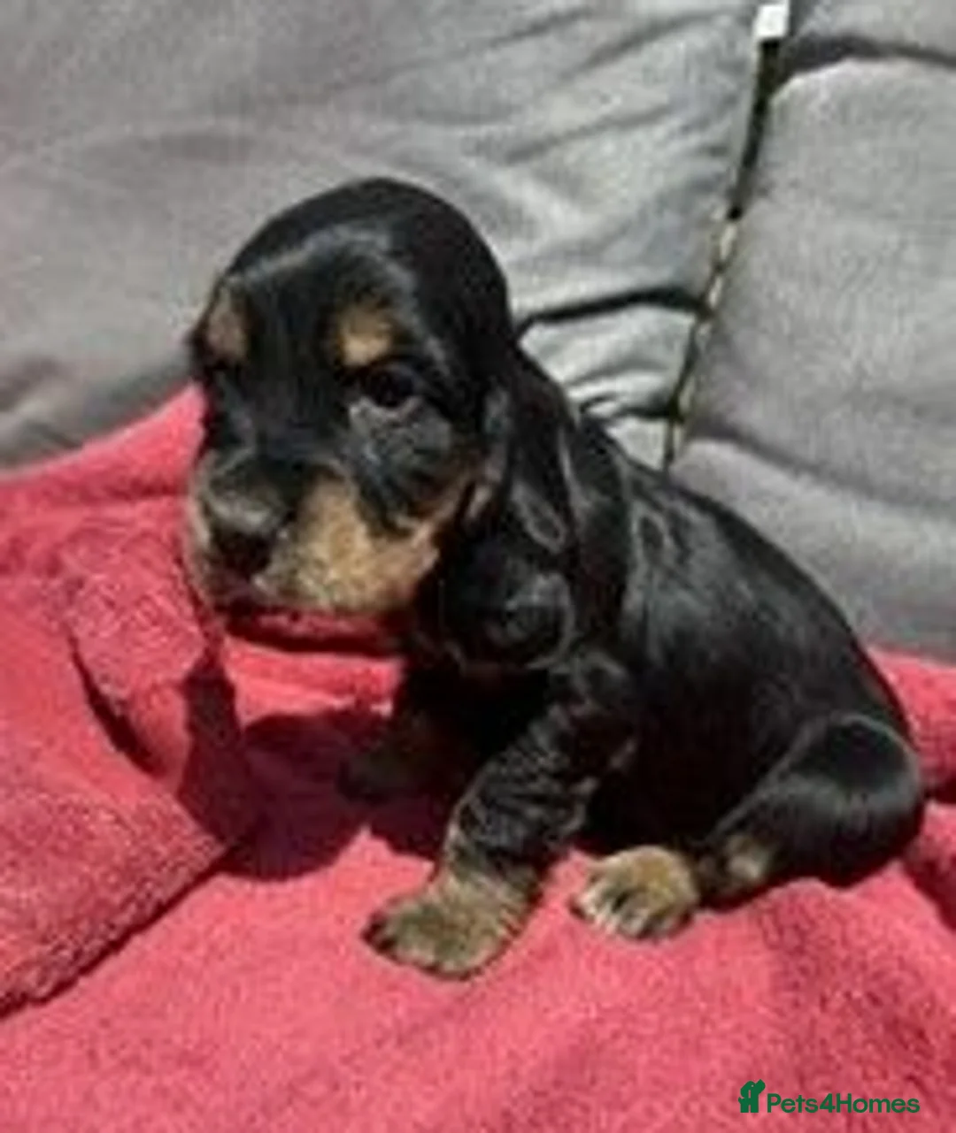 Cocker Spaniel dogs for sale: Gorgeous KC Reg Show Cocker Spaniels  - Advert 1