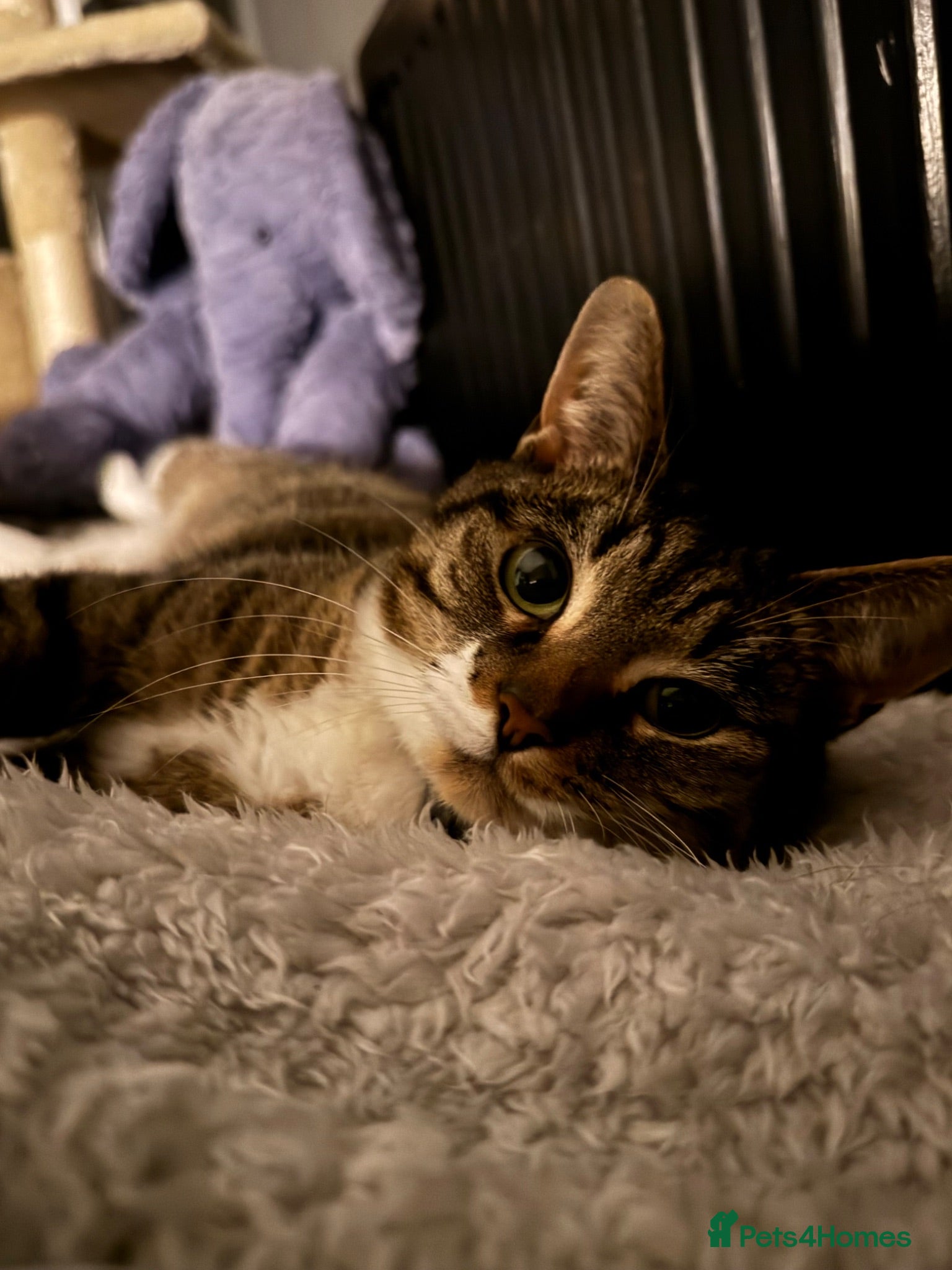 Domestic Shorthair cats Female domestic shorthair  - Advert 10