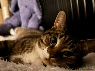 Domestic Shorthair cats Female domestic shorthair - Advert 4