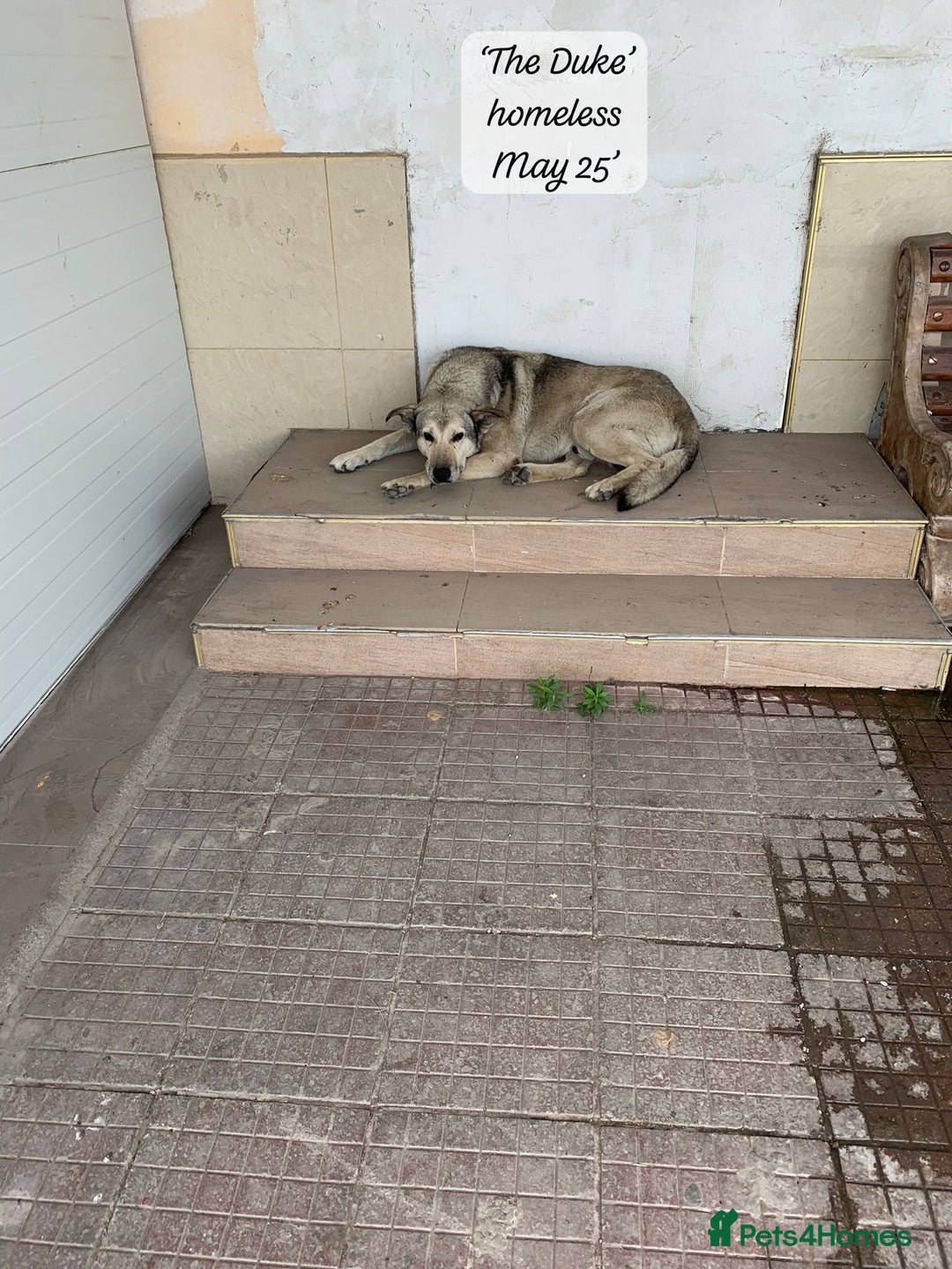 Mixed Breed dogs for adoption: The Duke, 8 yrs approx. Available for adoption. - Advert 6