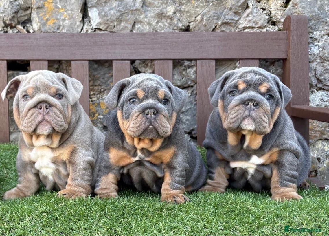 English Bulldog dogs Ready for their homes ❤️💙 KC Registered pups - Advert 13