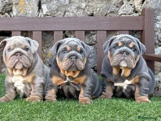 English Bulldog dogs Ready for their homes.. KC Registered pups 💙❤️ - Advert 14