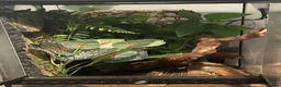 Gecko reptiles for sale: Crested gecko and full set up  in Chelmsford - Advert 2