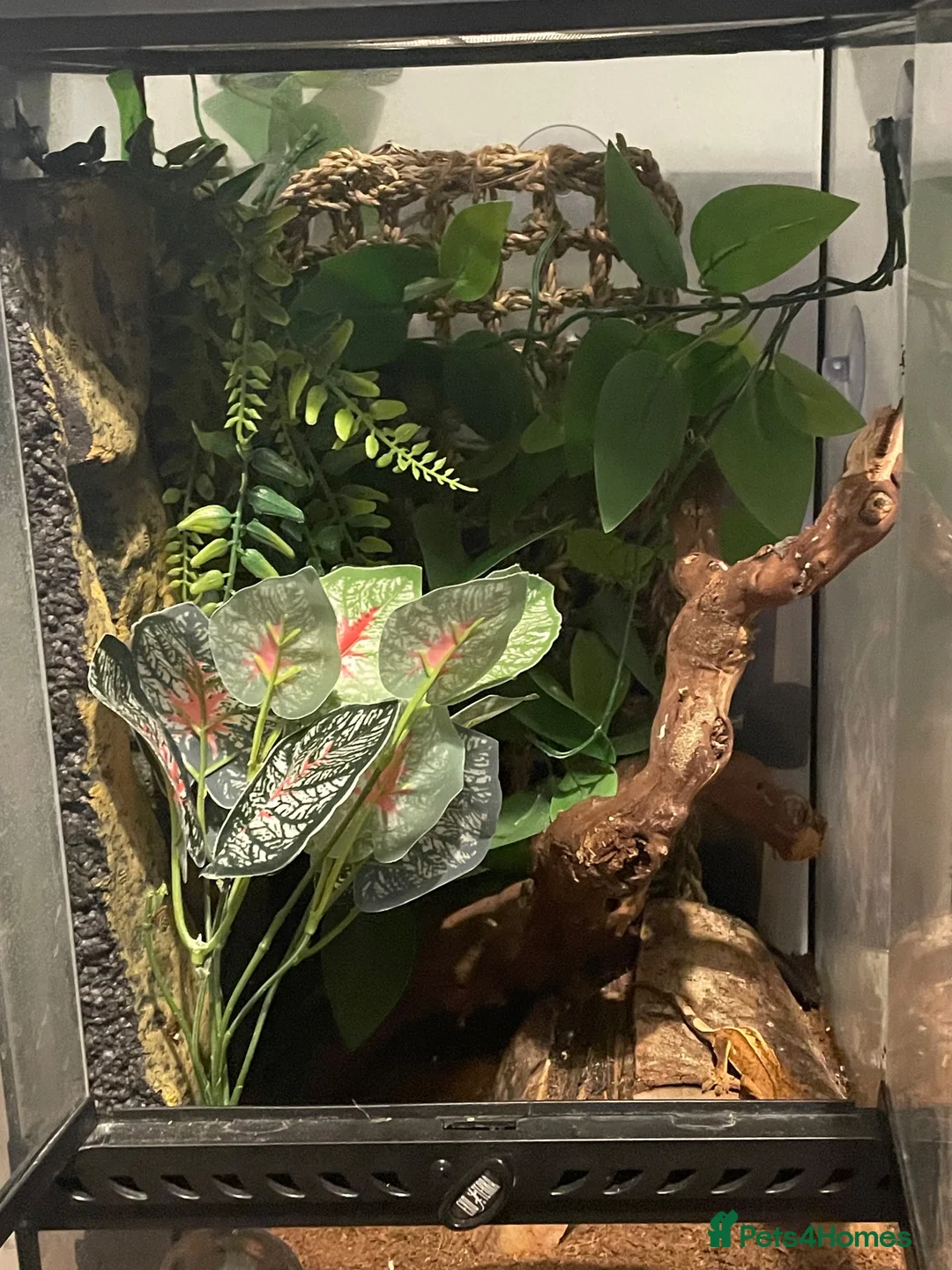 Gecko reptiles for sale: Crested gecko and full set up  in Chelmsford - Advert 2