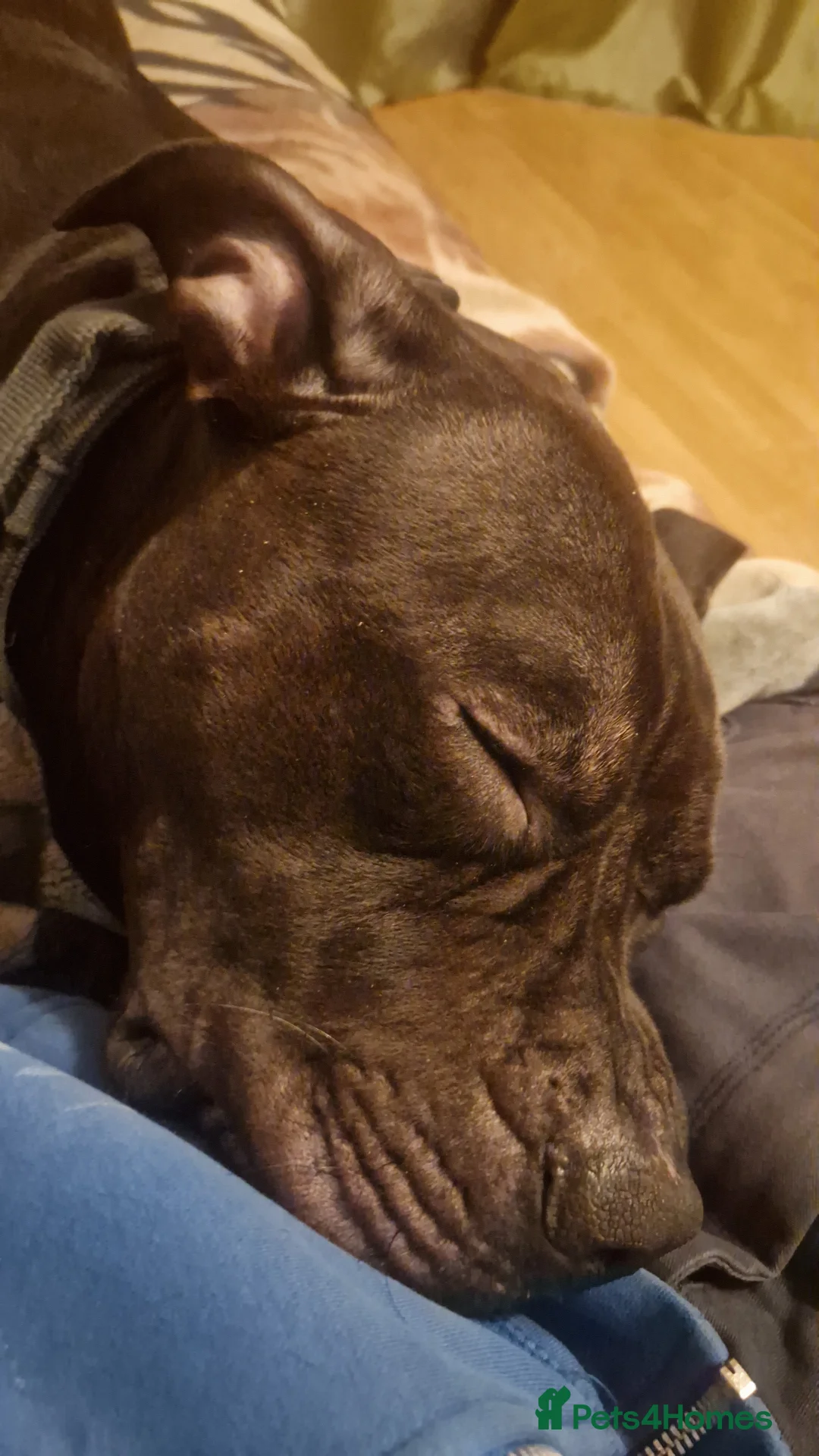 Presa Canario dogs for sale: Presa Canario, 2y3m – Big soft lad, cuddle monster - Advert 1