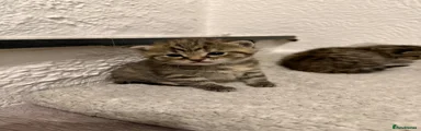 Mixed Breed Kitten 4