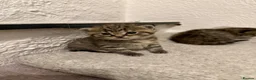 Mixed Breed cats for sale: 4 gorgeous mixed kittens 🐈‍⬛ - Advert 3