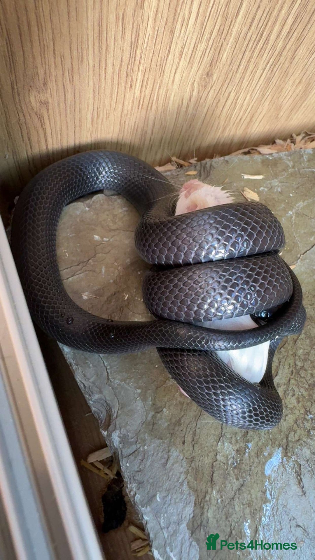 King Snake reptiles for sale: Male Mexican Black King Snake & Enclosure - Image 9