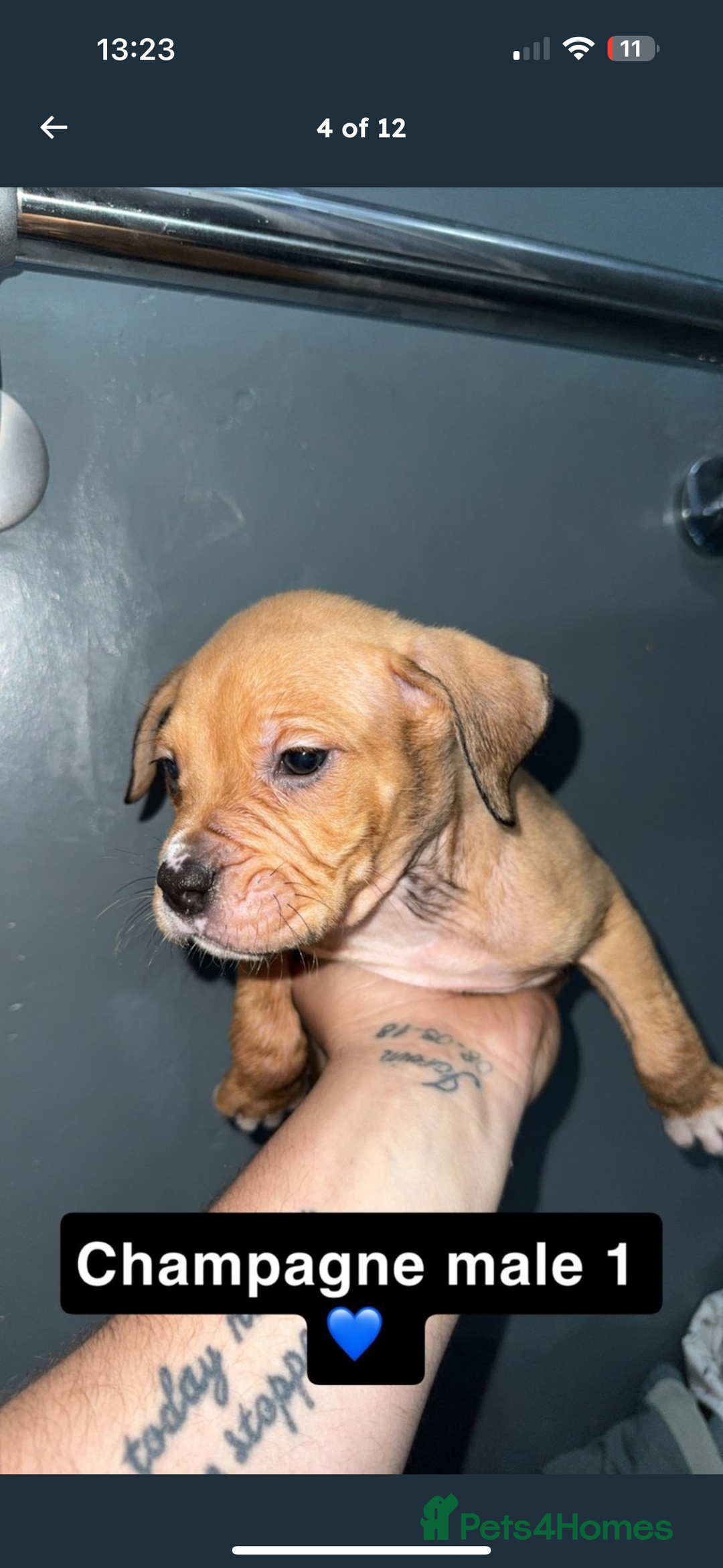 Mixed Breed dogs for sale: Alpha blue bulldog x mastiff - Image 4