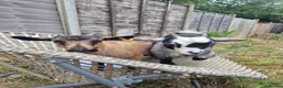 Goats livestock for sale: Two female short legged pygmy goats - Advert 4