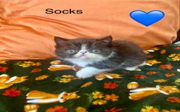 Persian cats for sale: EXCEPTIONAL LITTER PERSIAN EXOTIC KITTENS - Image 10