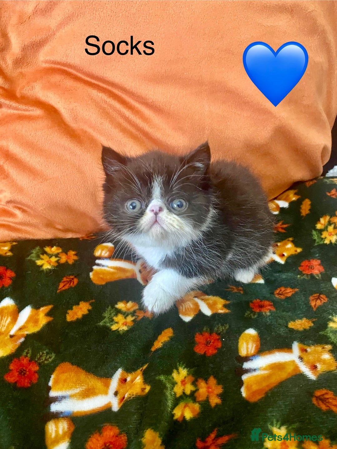 Persian cats for sale: EXCEPTIONAL LITTER PERSIAN EXOTIC KITTENS - Image 10