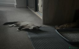 Ragdoll cats for sale: Colorpoint ragdoll looking for a lovely home - Advert 2