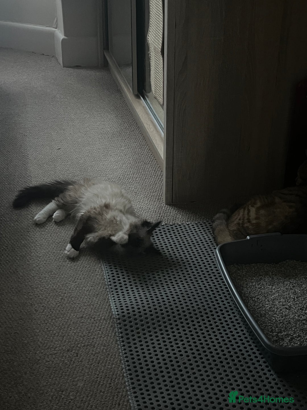 Ragdoll cats for sale: Colorpoint ragdoll looking for a lovely home - Advert 2