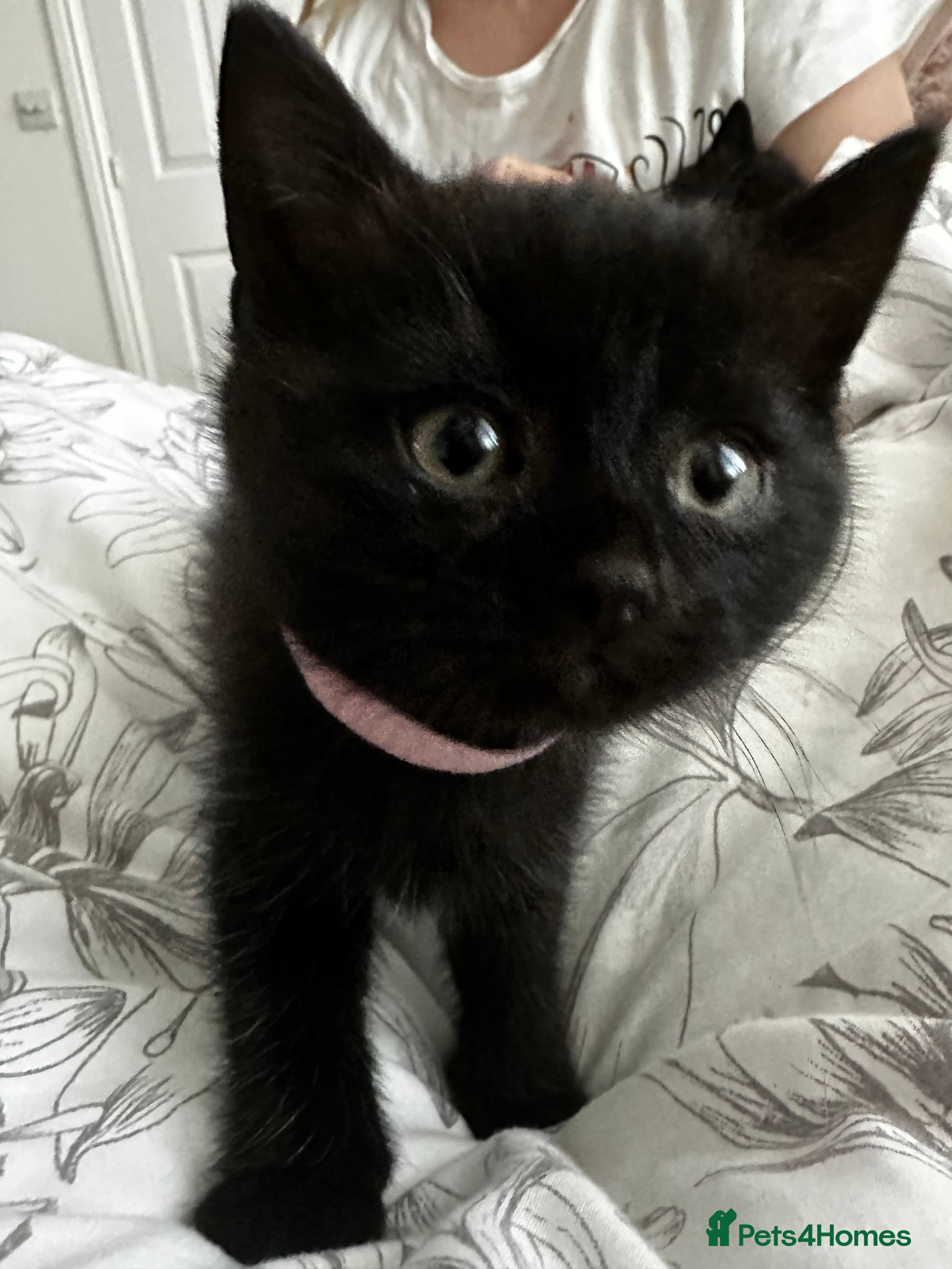 British Shorthair cats British short hair chocolaty black  - Advert 12