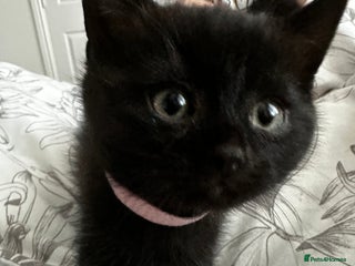 British Shorthair cats British short hair chocolaty black - Advert 9