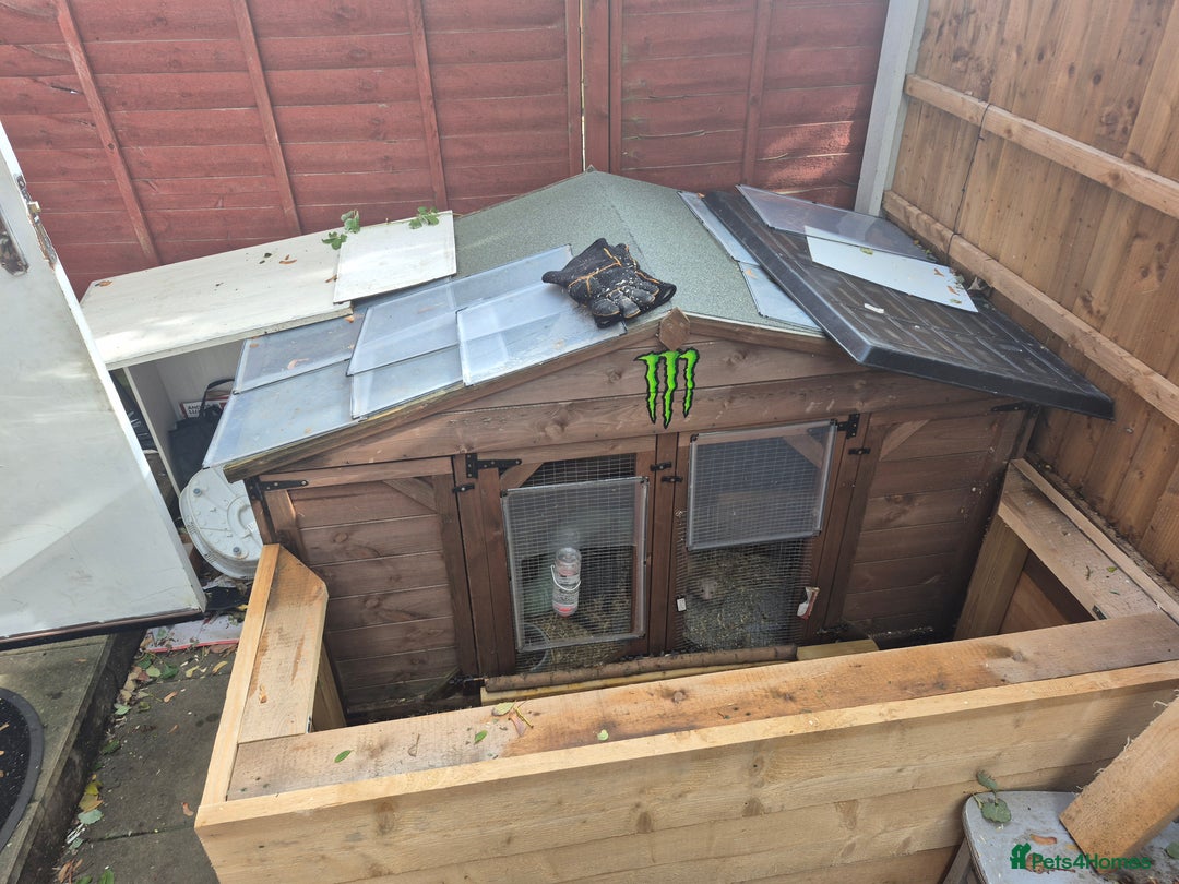 Ferret rodents for sale: Rodent cage and extension - Image 5