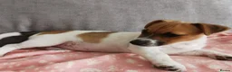 Jack Russell dogs for sale: Adorable Jack Russell Puppy, Female. - Advert 3