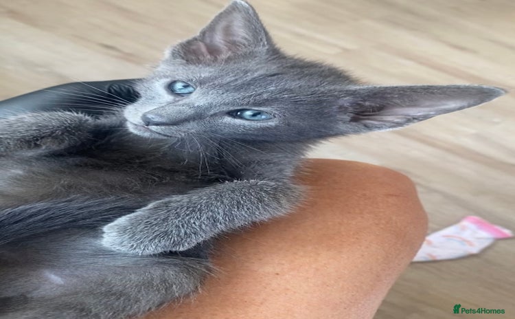 Mixed Breed cats - Advert 16