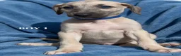 Mixed Breed dogs for sale: Bedlington whippet saluki greyhound puppy’s - Advert 4