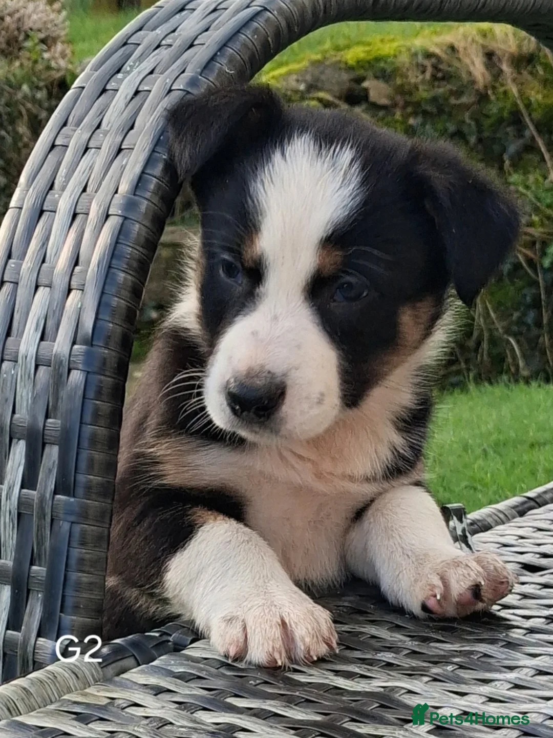 Border Collie dogs for sale: Beautiful Tri Colour Border Collie Puppies 🐶  - Advert 2