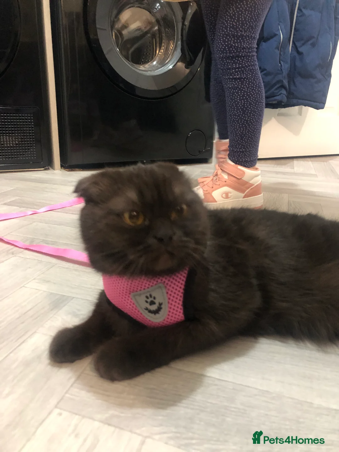 Scottish Fold cats for sale: 🐾 Rare Chocolate Beauty in Edinburgh 🏡 - Advert 4
