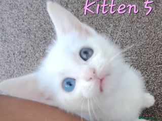 Mixed Breed cats - Advert 9