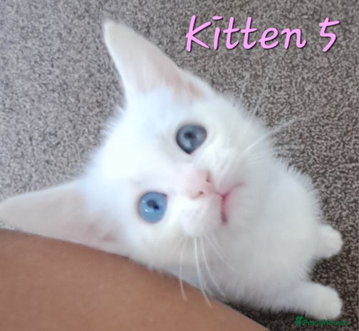 Mixed Breed cats - Advert 3