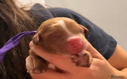 Cavapoo dogs for sale: Tiny deep red toy cavapoo,dna health clear parents - Image 8