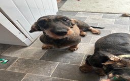 Dachshund dogs for sale: Teckel Dachshund for rehoming - Advert 11