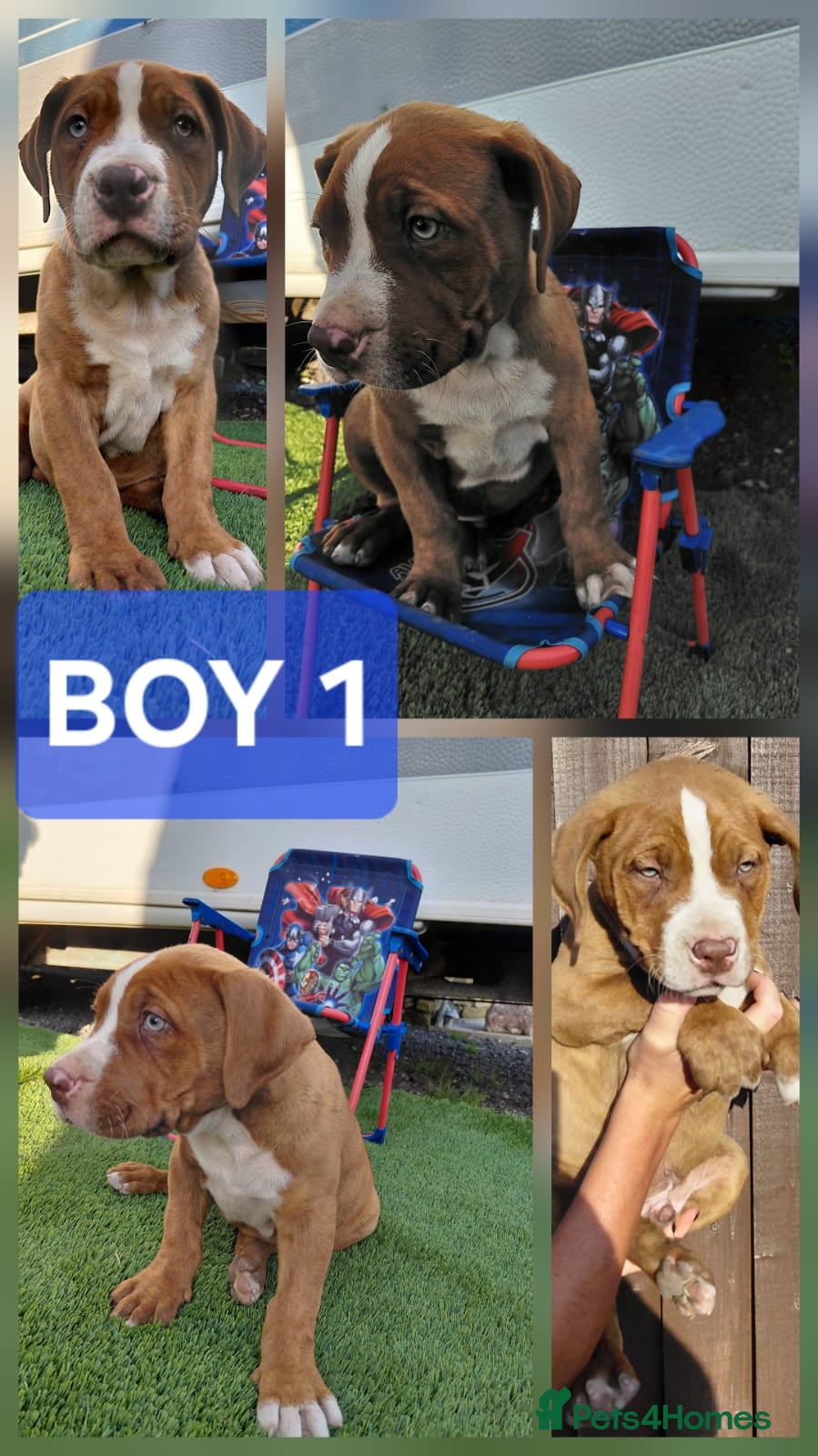 Mixed Breed dogs Stunning Bullmastiff x Pups - Advert 2