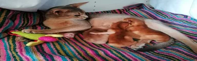 Abyssinian Kitten 2