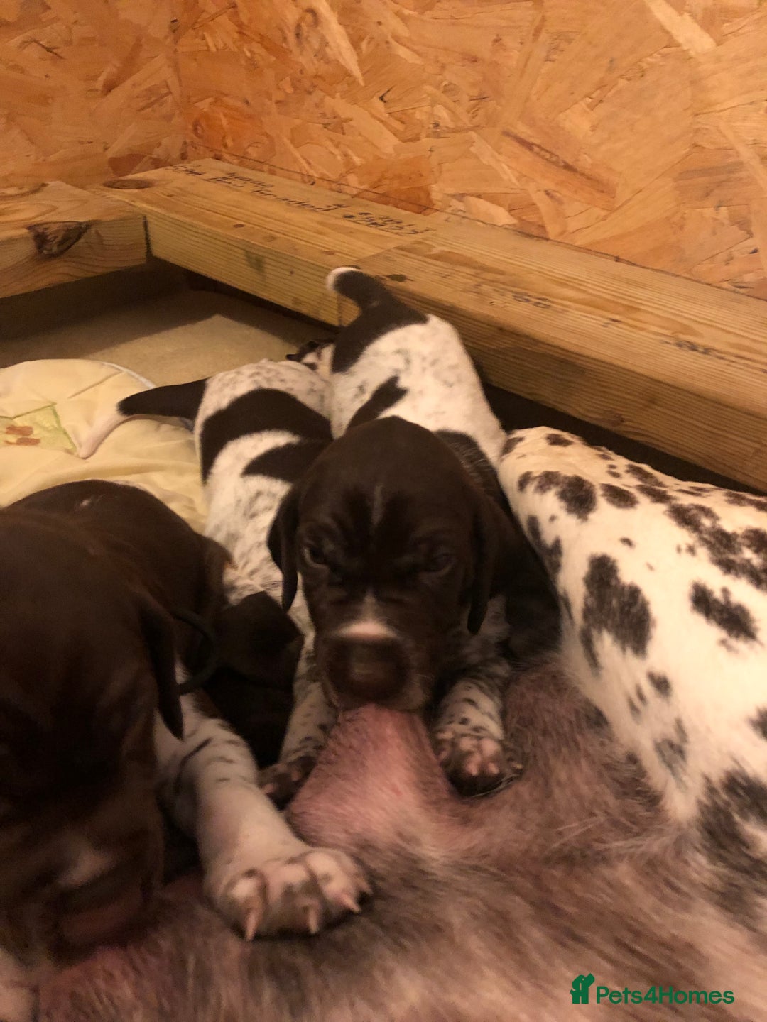 German Shorthaired Pointer dogs for sale: ALL RESERVED  - Advert 24