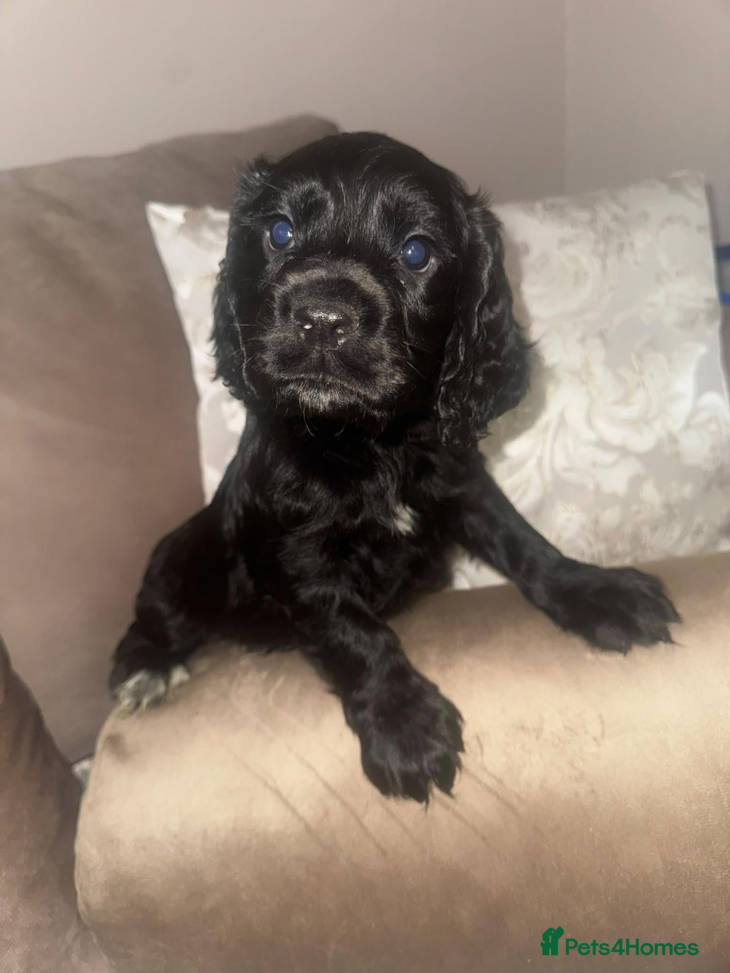 Cocker Spaniel dogs Cocker spaniel  - Advert 1