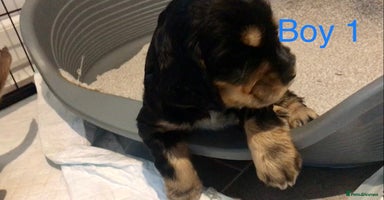 Cocker Spaniel dogs Kc show extensive health tests beautiful colours - Advert 14