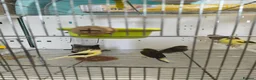 Canaries birds for sale: Canaries 15£ each the black and 20£ the yellow  - Advert 2