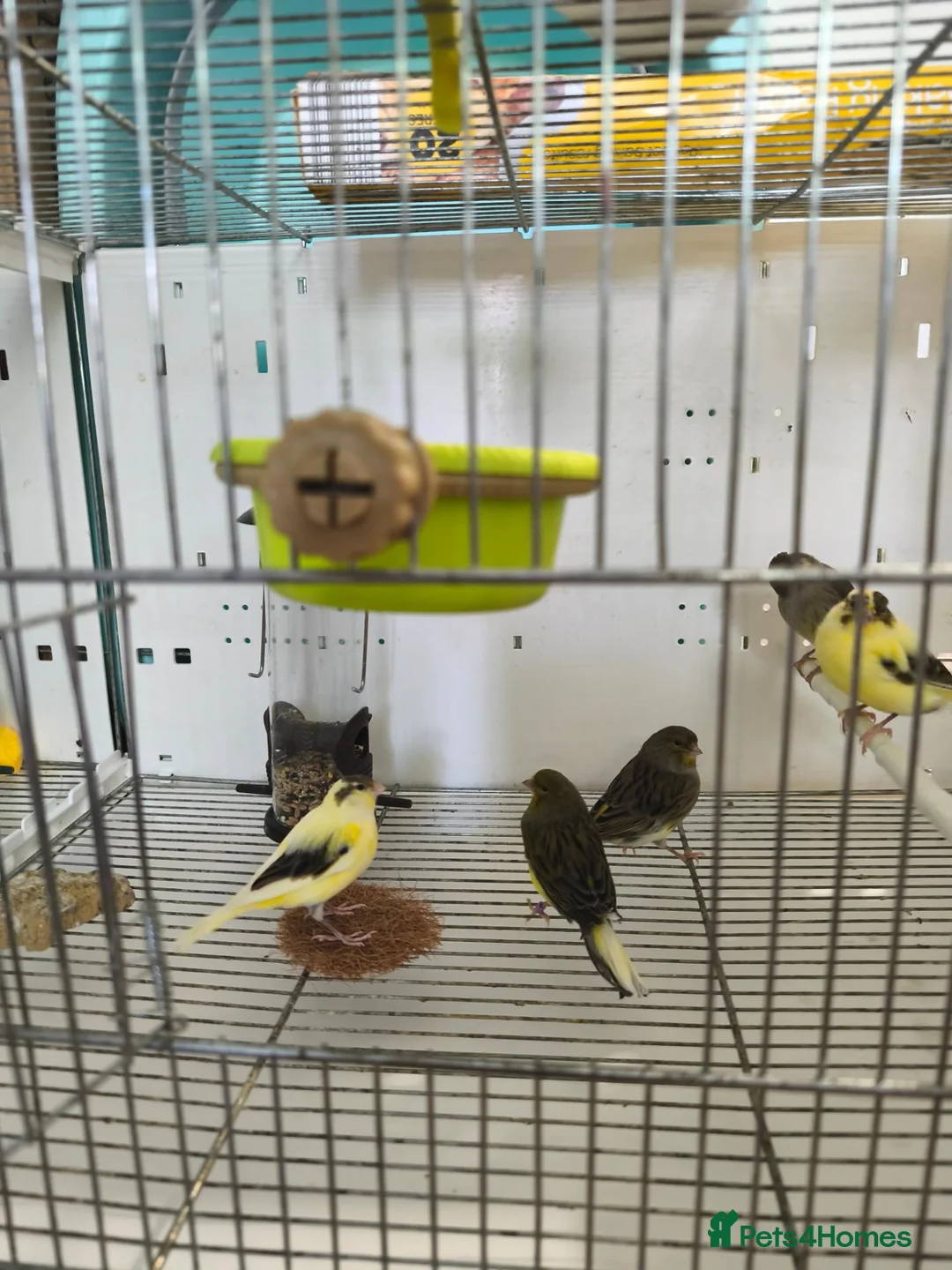 Canaries birds for sale: Canaries 15£ each the black and 20£ the yellow  - Advert 2