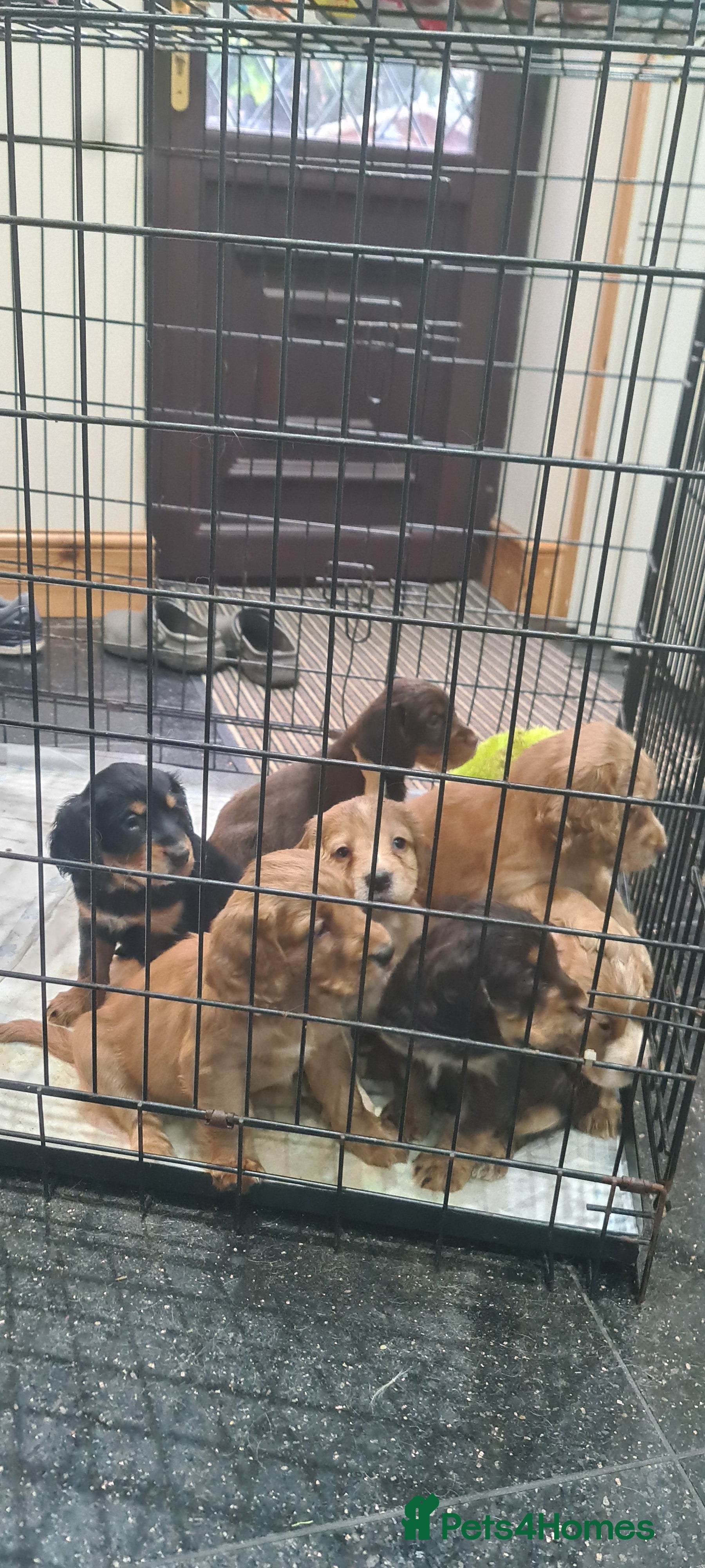Cocker Spaniel dogs Beautiful KC Cocker Spaniel Puppies for sale  - Advert 2