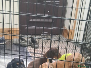Cocker Spaniel dogs Beautiful KC Cocker Spaniel Puppies for sale - Advert 2