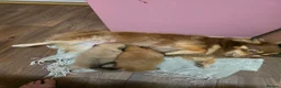 Pomeranian dogs for sale: 3 Beautiful pomeranian puppies for sale - Advert 1