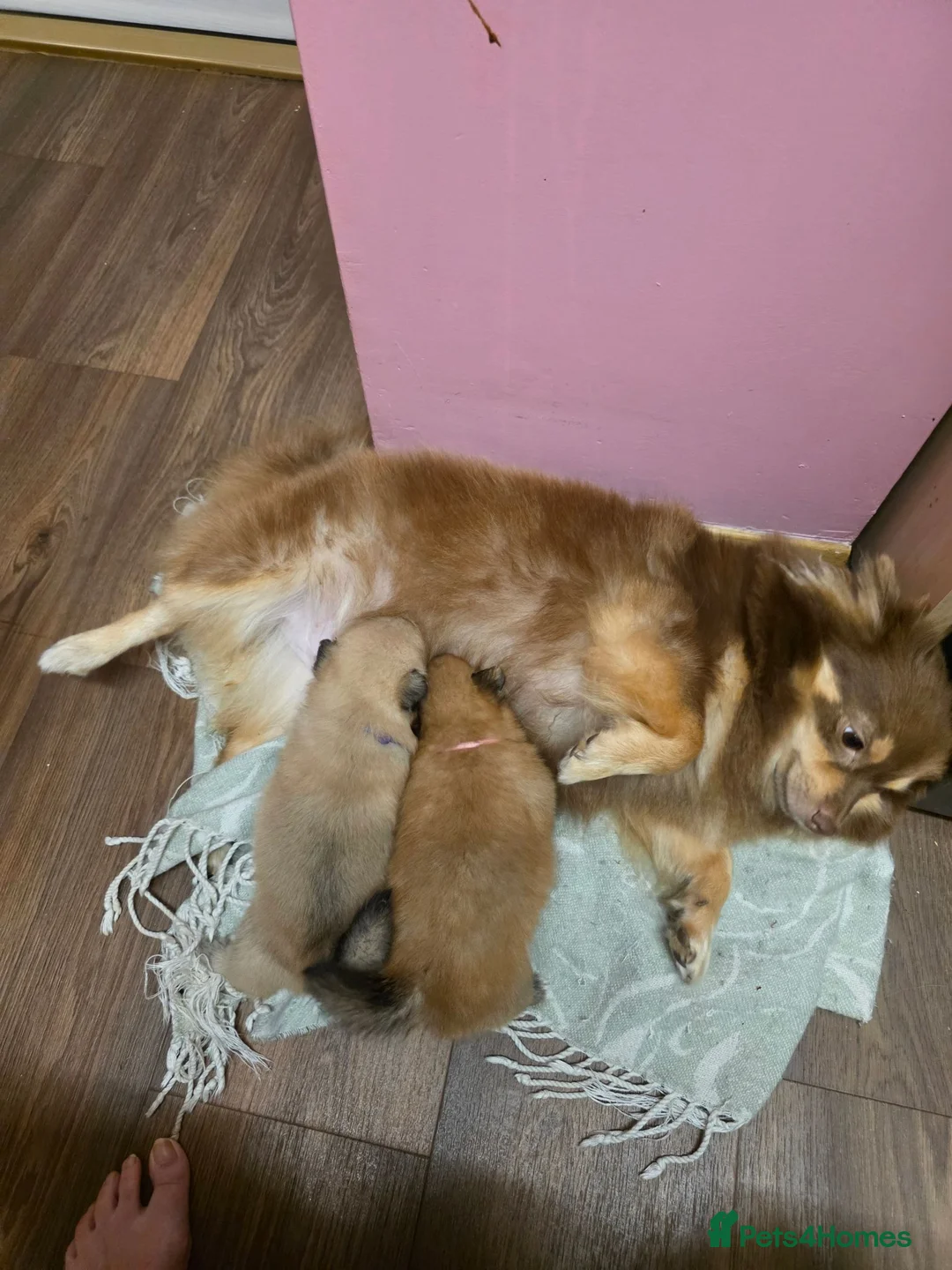 Pomeranian dogs for sale: 3 Beautiful pomeranian puppies for sale - Advert 1