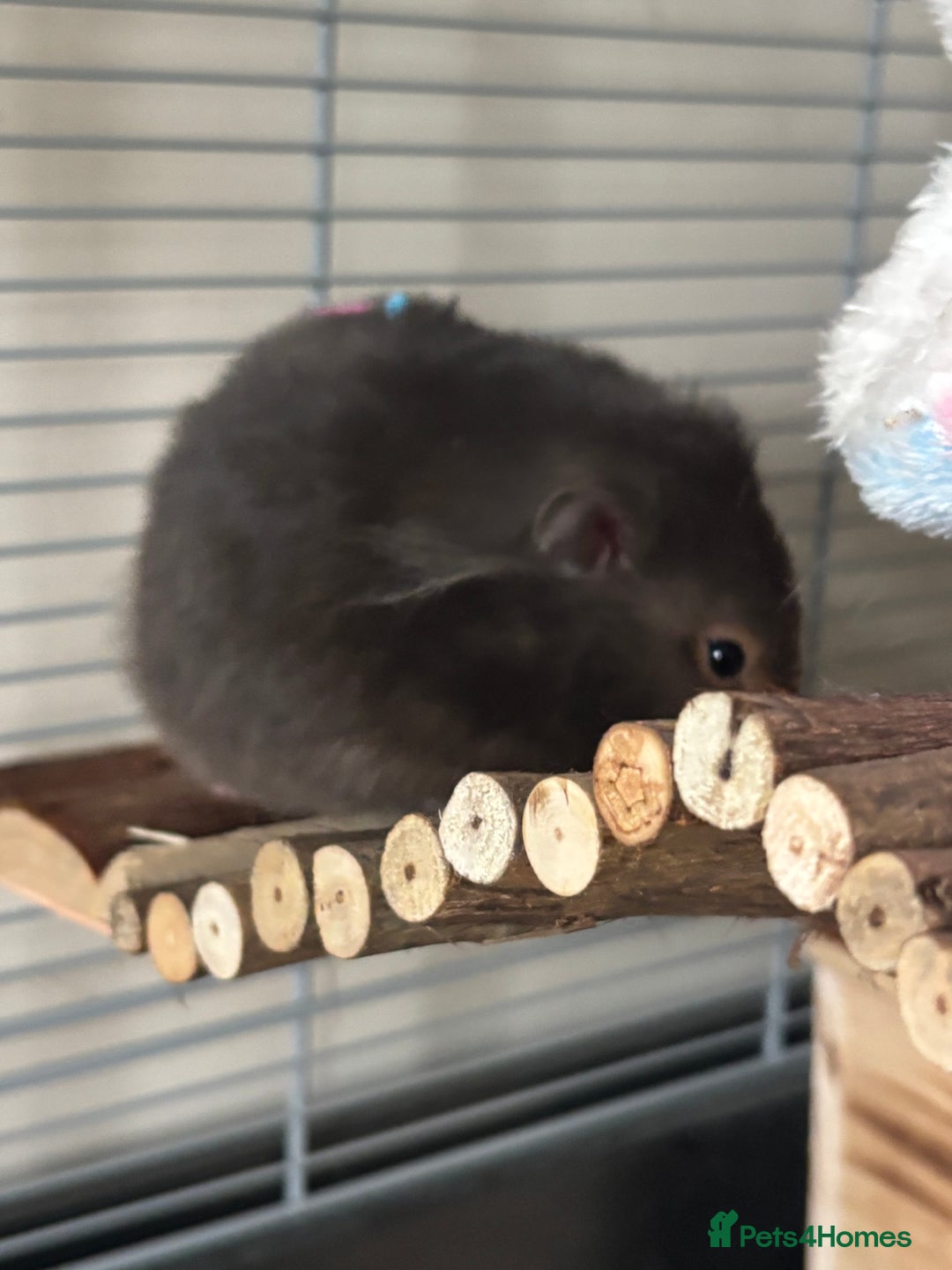 Hamster rodents for sale: Syrian Hamster - Advert 6