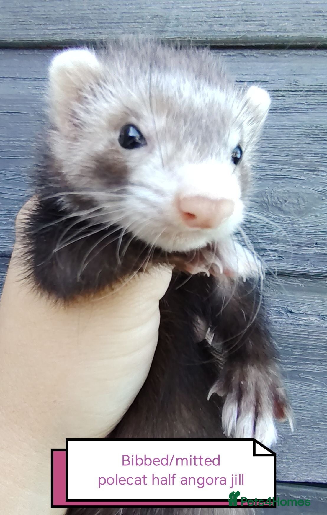 Ferret rodents Beautiful angora ferret kits - Advert 2